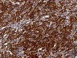 PTPMT1 Antibody in Immunohistochemistry (Paraffin) (IHC (P))