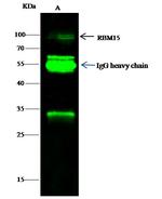 RBM15 Antibody in Immunoprecipitation (IP)