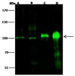 RBM15 Antibody in Western Blot (WB)