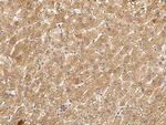 RIP3 Antibody in Immunohistochemistry (Paraffin) (IHC (P))