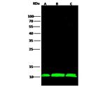 S100A11 Antibody in Western Blot (WB)