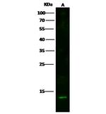 S100A16 Antibody in Western Blot (WB)