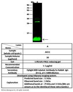 S100A2 Antibody in Western Blot (WB)