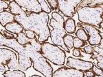 S100P Antibody in Immunohistochemistry (Paraffin) (IHC (P))