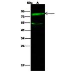 SR-BI Antibody in Western Blot (WB)