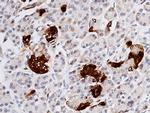 SCGN Antibody in Immunohistochemistry (Paraffin) (IHC (P))