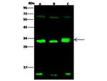 14-3-3 sigma Antibody in Western Blot (WB)