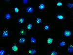 SIPA1 Antibody in Immunocytochemistry (ICC/IF)