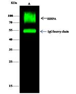 SIRP alpha Antibody in Immunoprecipitation (IP)