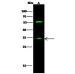 SIRP gamma Antibody in Western Blot (WB)