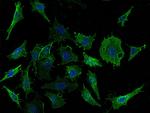 CD98 Antibody in Immunocytochemistry (ICC/IF)