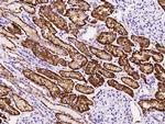 CD98 Antibody in Immunohistochemistry (Paraffin) (IHC (P))