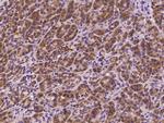 SOCS4 Antibody in Immunohistochemistry (Paraffin) (IHC (P))