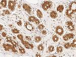 STAT5 alpha Antibody in Immunohistochemistry (Paraffin) (IHC (P))