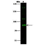 STAT5 alpha Antibody in Western Blot (WB)