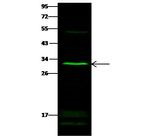 SULT1E1 Antibody in Western Blot (WB)