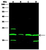 SUMO1 Antibody in Western Blot (WB)