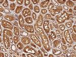 TAZ Antibody in Immunohistochemistry (Paraffin) (IHC (P))