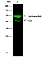 TAZ Antibody in Immunoprecipitation (IP)