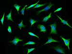 TLR3 Antibody in Immunocytochemistry (ICC/IF)