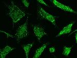 TNFAIP3 Antibody in Immunocytochemistry (ICC/IF)