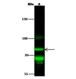 TNFAIP3 Antibody in Western Blot (WB)