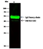 CD264 (TRAIL-R4) Antibody in Immunoprecipitation (IP)