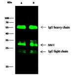 BAFF Antibody in Immunoprecipitation (IP)