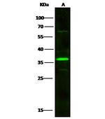 BAFF Antibody in Western Blot (WB)