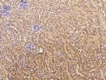 TRAF4 Antibody in Immunohistochemistry (Paraffin) (IHC (P))