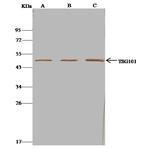 TSG101 Antibody in Immunoprecipitation (IP)