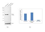 TSG101 Antibody