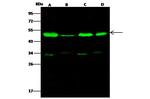 TSG101 Antibody in Western Blot (WB)