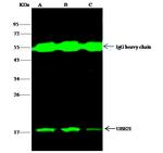 UBC9 Antibody in Immunoprecipitation (IP)