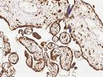 VSIG4 Antibody in Immunohistochemistry (Paraffin) (IHC (P))