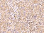 VISTA Antibody in Immunohistochemistry (Paraffin) (IHC (P))
