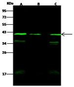 WDR77 Antibody in Western Blot (WB)