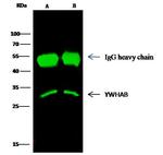 14-3-3 beta Antibody in Immunoprecipitation (IP)