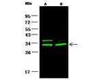 14-3-3 beta Antibody in Western Blot (WB)