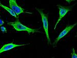 14-3-3 epsilon Antibody in Immunocytochemistry (ICC/IF)