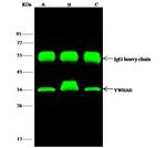 14-3-3 epsilon Antibody in Immunoprecipitation (IP)