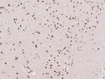 ZIC3 Antibody in Immunohistochemistry (Paraffin) (IHC (P))