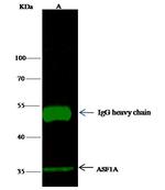 ASF1A Antibody in Immunoprecipitation (IP)