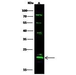 ASF1A Antibody in Western Blot (WB)