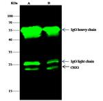 HP1 beta Antibody in Immunoprecipitation (IP)