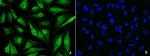 CBP Antibody in Immunocytochemistry (ICC/IF)