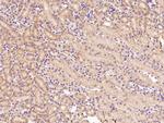 HuR Antibody in Immunohistochemistry (Paraffin) (IHC (P))