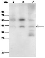 Fibrillarin Antibody in Western Blot (WB)