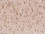 c-Fos Antibody in Immunohistochemistry (Paraffin) (IHC (P))