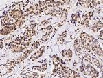 c-Fos Antibody in Immunohistochemistry (Paraffin) (IHC (P))